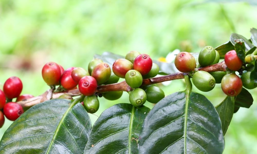 Coffee Plantation 2